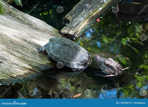 Turtle Running Away from Baby Alligator Stock Photo - Image of chasing ...