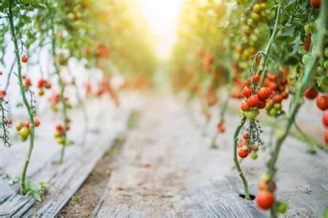 14 Common Problems with Cherry Tomato Plants: Prevention, Treatment, and Solutions