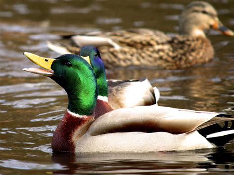 Mallard Hunting, Mallard Hunting Guides, Duck Hunting Guides