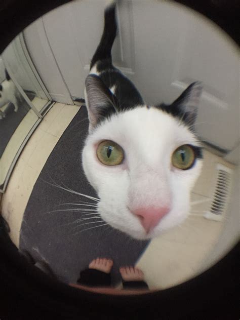 doc.. fish eye lens #cat #fisheye #fisheyelens | Cat memes, Pretty cats ...