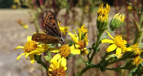 Zeldzame vlinders op de Veluwe en in Zuid-Limburg – NATUURVERSLAVING