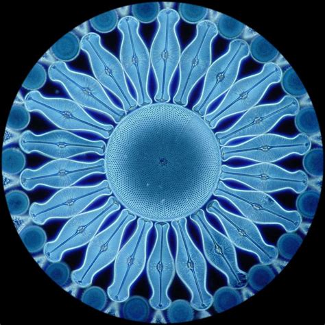 Diatom : pics