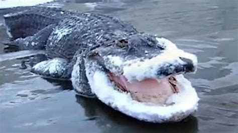 13 Shocking Animals That Were Frozen in Ice! - YouTube