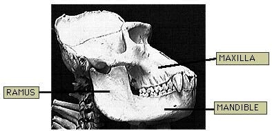 types teeth their number