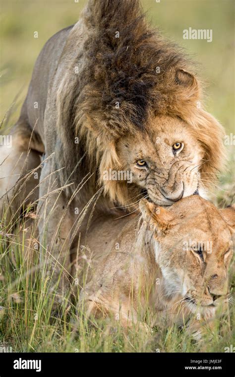 Lions mating in Masai Mara Stock Photo - Alamy