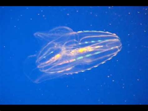 Self Illuminating Rainbow Jellyfish : Flashing lights! - YouTube