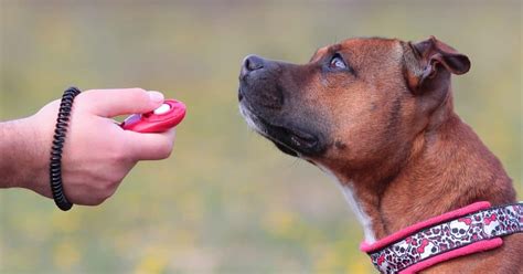 Using a Clicker to Teach Your Dog Tricks - The Dogington Post