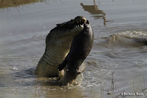 Do crocodiles eat hippos? – Tracking the Wild