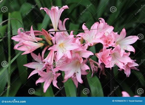 Flor de liz stock photo. Image of mayo, bogota, hermosas - 92968470