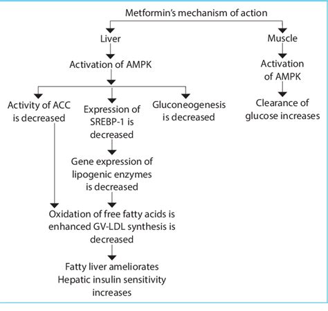 Figure 1 from Metformin-Associated Lactic Acidosis Developed as a Result of a Suicidal Attempt ...