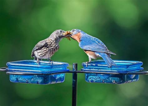 9 Easy Tips for Feeding Birds in Summer - Birds and Blooms