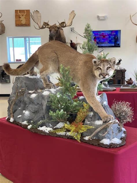 Mountain Lion Mounts | Cougar Mounts | Big Cat Taxidermy - Stehling's Taxidermy