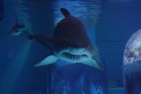 Friends for Sharks – SEA LIFE London Aquarium Shark Art