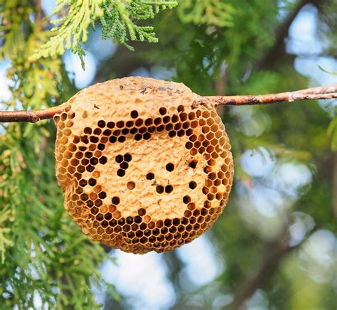 Honeybees have surprising abilities to maintain their nest structure - Earth.com