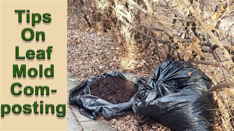 Tips and Update On Leaf Mold Composting - YouTube