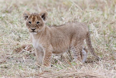 Images Lions Big cats Cubs Animals