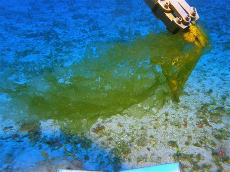 Four new algae species discovered in Hawaii’s deep waters | Office of National Marine Sanctuaries