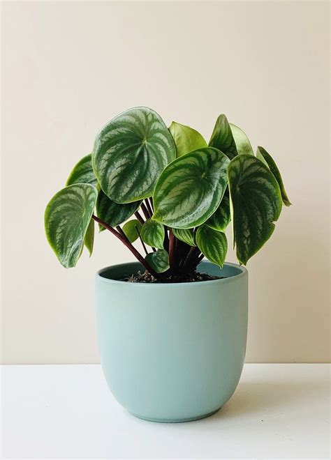 Potted Plants, Indoor Plants, Light Drinks, Plant Projects, Plant Delivery, Fertilizer For ...