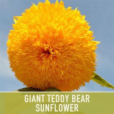 Teddy Bear Sunflower Seeds Heirloom Seeds Seed Packets - Etsy