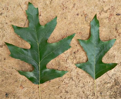 NameThatPlant.net: leaves of Cherrybark Oak and Southern Red Oak