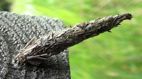 Bagworm Moth Larva (Psychidae: Thyridopteryx?) - YouTube