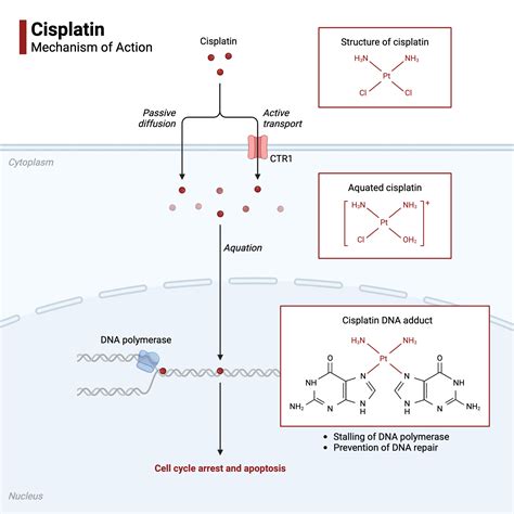 Cisplatin Mechanism of Action | BioRender Science Templates