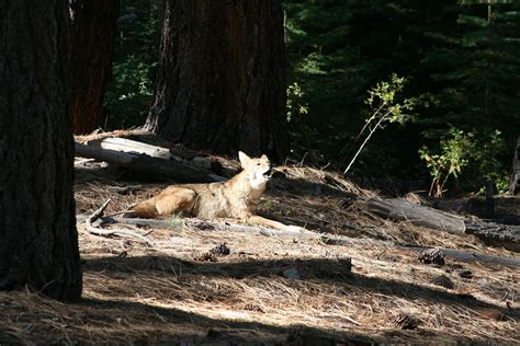 Lake Tahoe Water Level | Moorefun