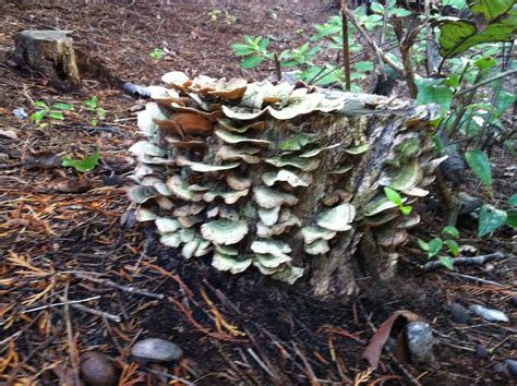 Mushroom covered tree stump Southern Garden, Tree Stump, Cabbage ...