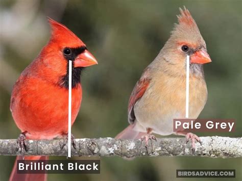 Male VS Female Cardinal: How To Tell Them Apart