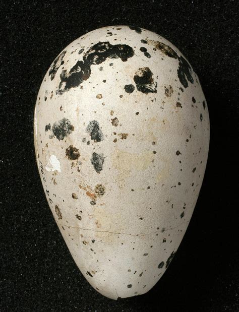 Great Auk Egg Photograph by Natural History Museum, London/science ...