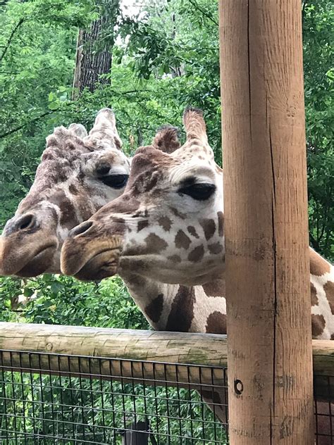 May 2018 Research Day at the Birmingham Zoo | Birmingham zoo, Zoo, Animals