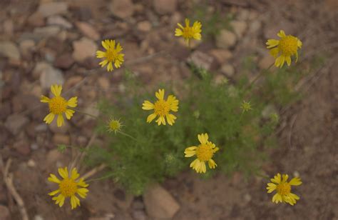 Utah Desert Springtime Wildflowers Are Here! | River Currents Rafting Blog