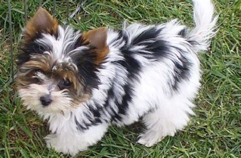 14 Unreal Yorkshire Terrier Cross Breeds You Have To See To Believe | Biewer yorkie, Cute dog ...