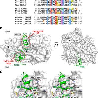 Structure-based sequence alignment of G-actin-binding proteins engaging... | Download Scientific ...