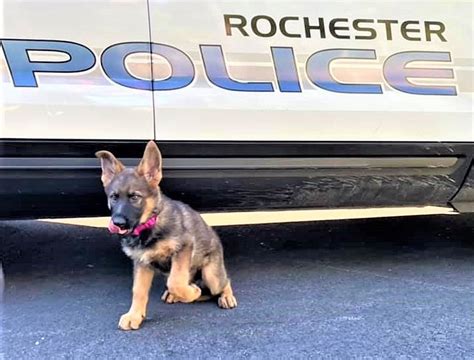 Police Puppy in Rochester, NH Has Been Named Thanks to Community