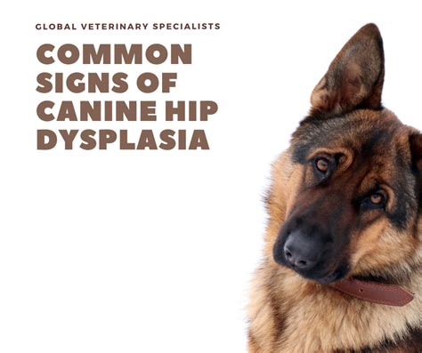 Common Signs of Canine Hip Dysplasia - Global Vet Blog