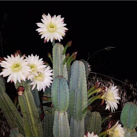 Night Blooming 🙌🏼 | Plants, Bloom, Garden