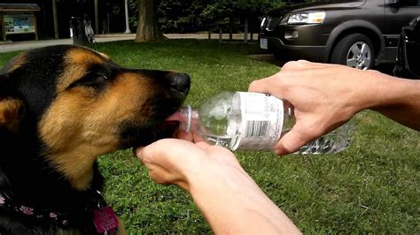 Puppy dog drinking from a water bottle - YouTube