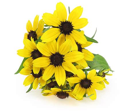 Black Eyed Susan Bouquet Stock Photos, Pictures & Royalty-Free Images ...