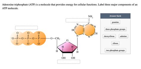 Solved Adenosine triphosphate (ATP) is a molecule that | Chegg.com