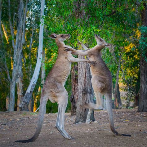 Natural History: Kangaroos and Wallabies