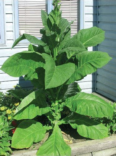 Canadian Virginia Flue Cured Light Tobacco Seeds For Sale! - All Leaf