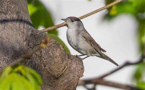 Eurasian Blackcap (male) | BirdForum