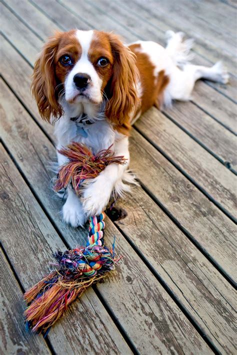 Cavalier King Charles Spaniel | Description, Size, History, Facts ...