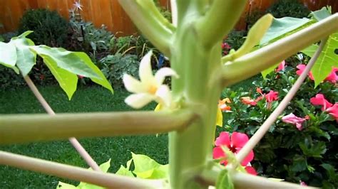 Wow! I have a Papaya Flower! - YouTube