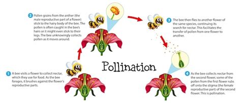 La polinización de las flores una infografía de ciencia educativa | Vector Gratis