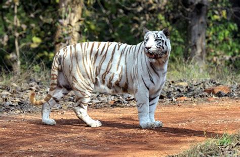 India's maiden white tiger Safari at Mukundpur | Indiablooms - First Portal on Digital News ...