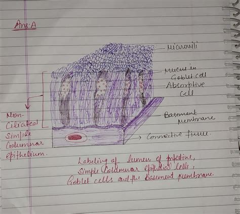 [Solved] 3. Look at and sketch simple columnar epithelium with goblet cells.... | Course Hero