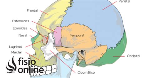 Lagrimal | Qué es, significado, dónde queda, función y alteraciones