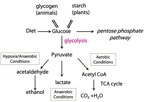 Anaerobic Glycolysis Pathway